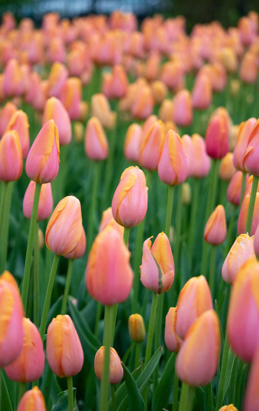 Les couleurs tendances du printemps-été 2024 - parlezmode.com